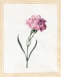 Clavel, 1826